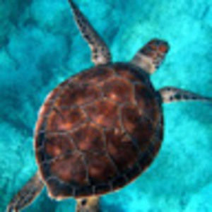 Meet your Posher, Mia